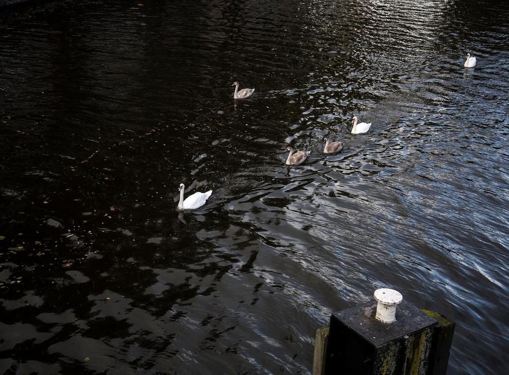 SWEETS - Kattenslootbrug