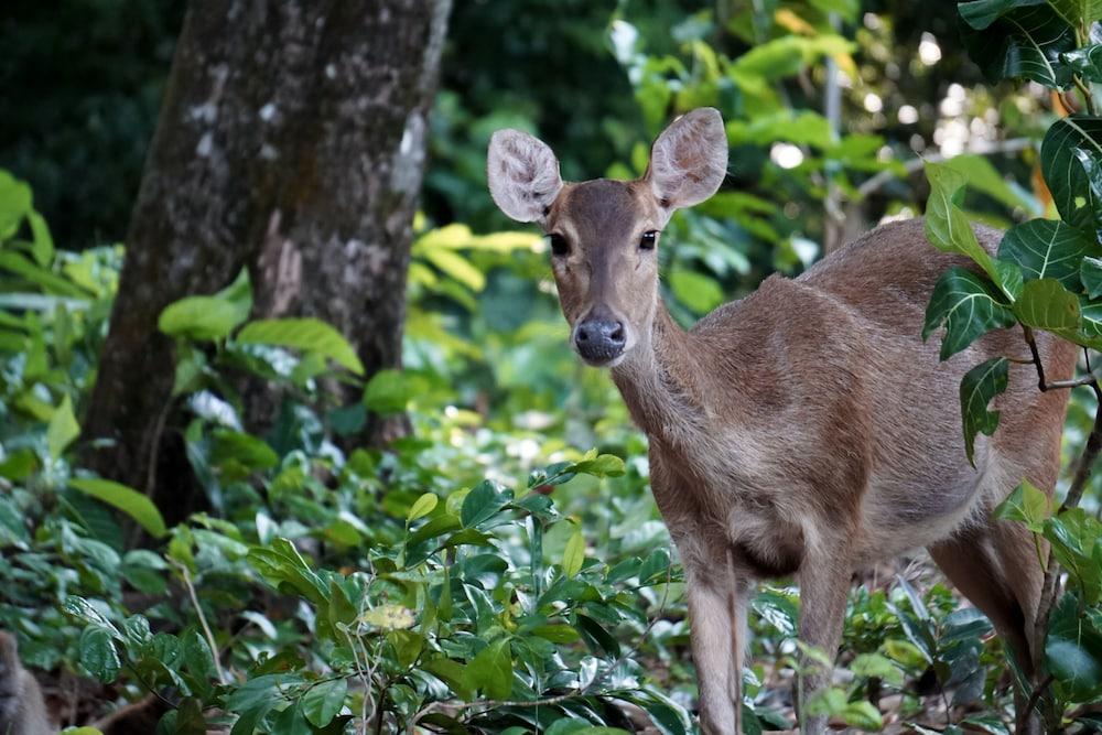 NIKKI Peucang Resort