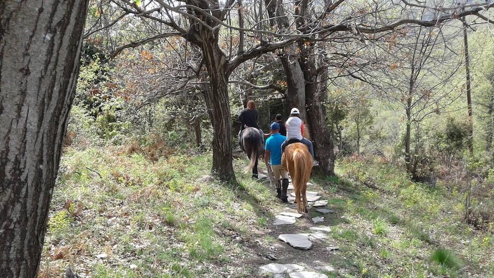 Pangeo Forest Village