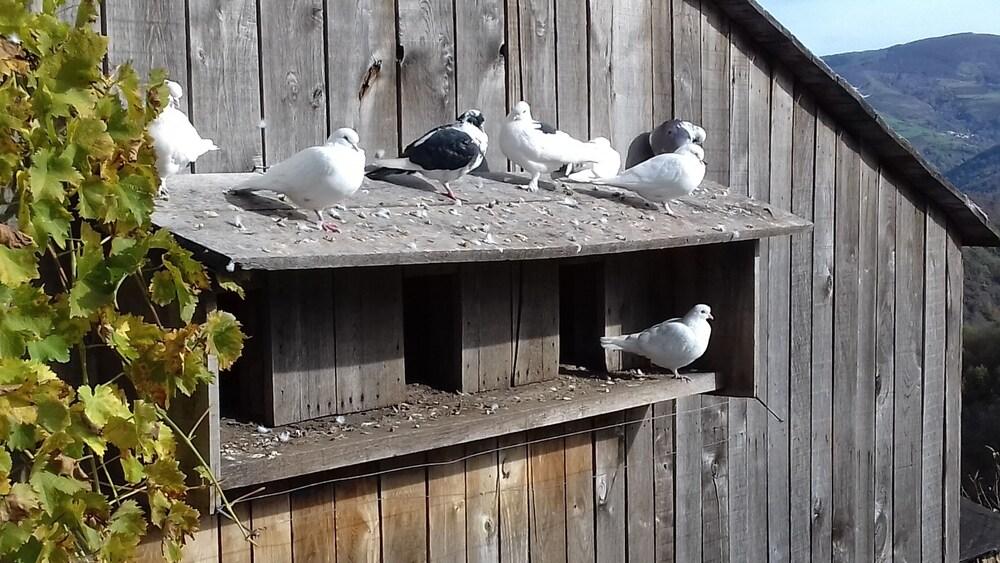 La Ferme des Cévennes