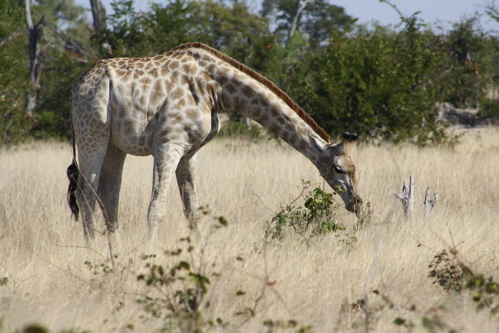 Bush Baby Calls mobile camps
