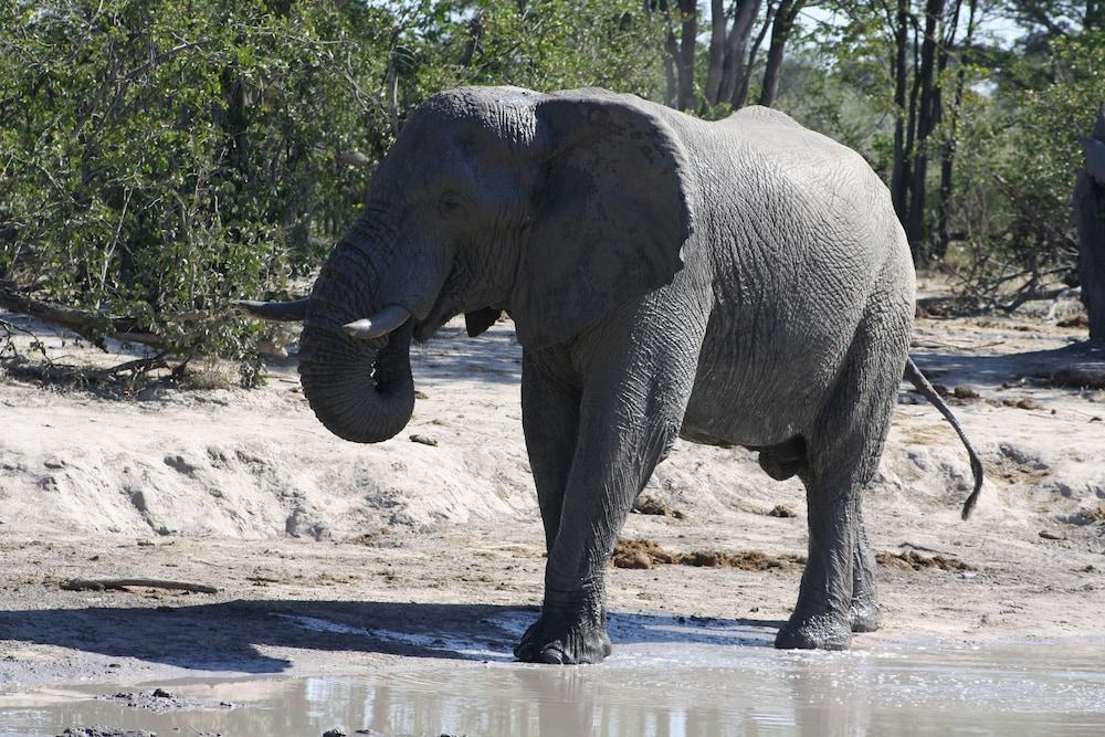 Bush Baby Calls mobile camps