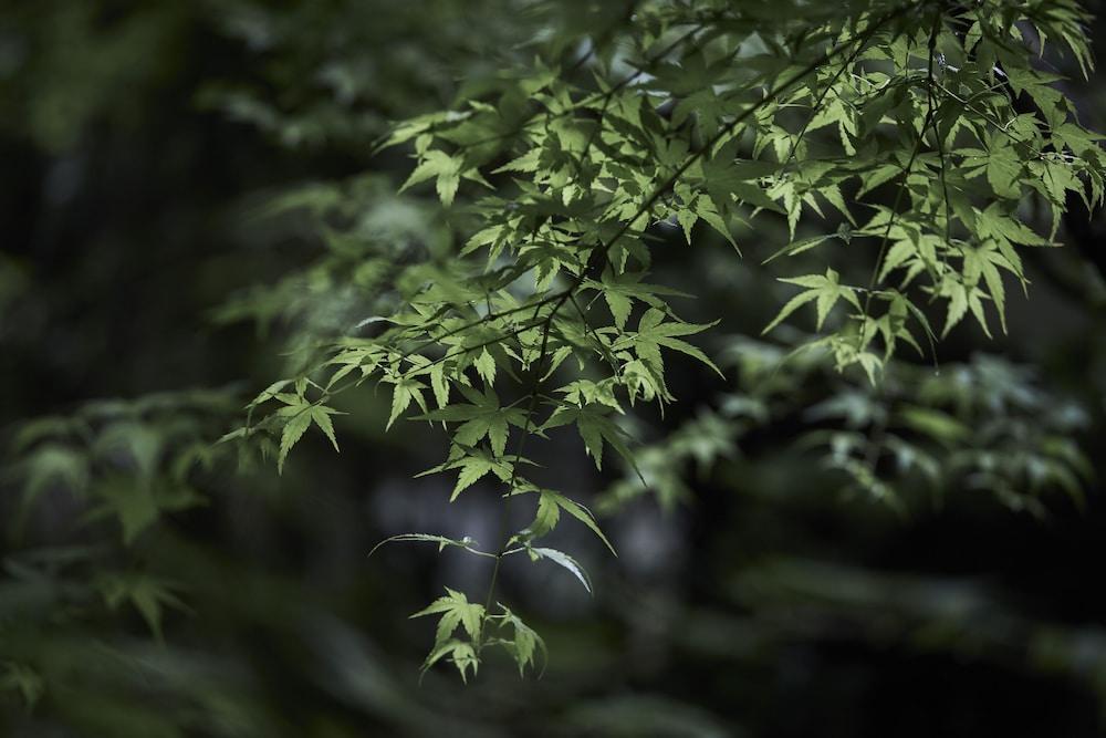 Kurokawa Onsen Okunoyu