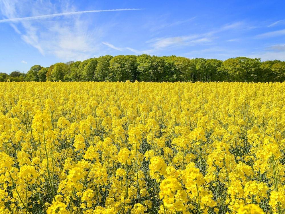 Serene Holiday Home in Jutland near Sea