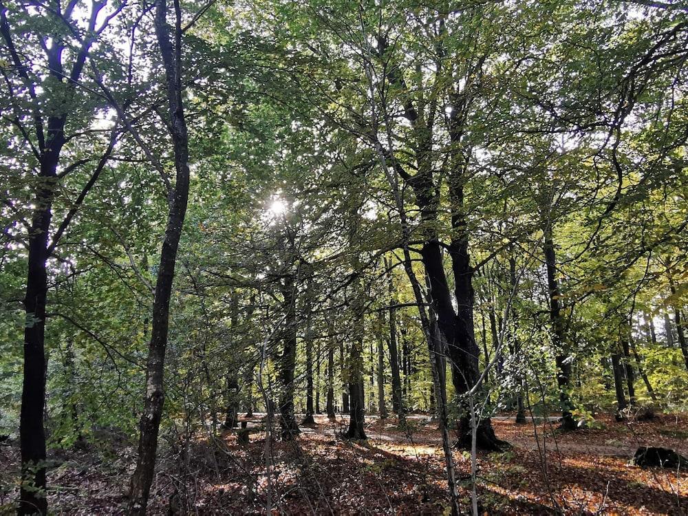 6 Person Holiday Home in Henne-by Traum