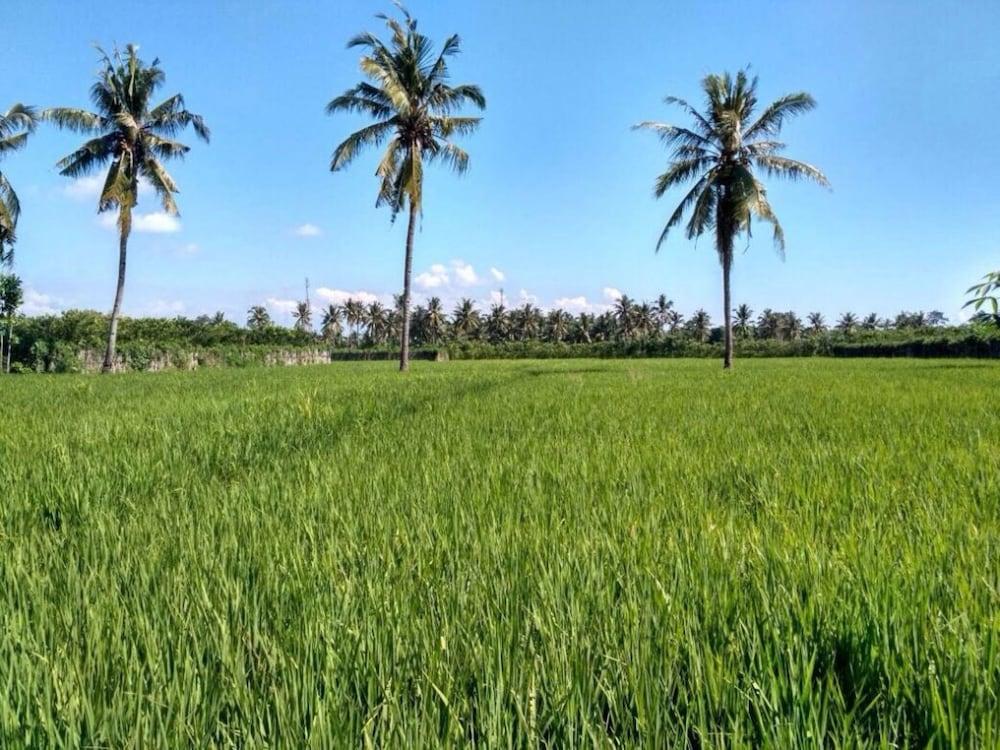 Ijen Miner Guest House