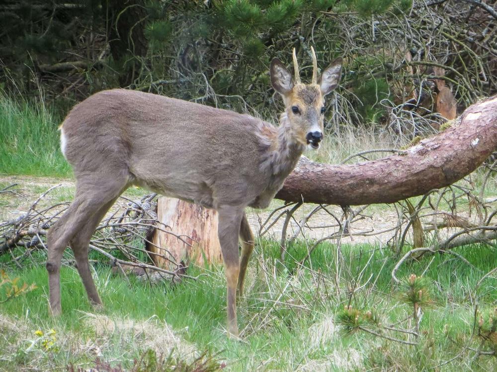 10 Person Holiday Home in Norre Nebel