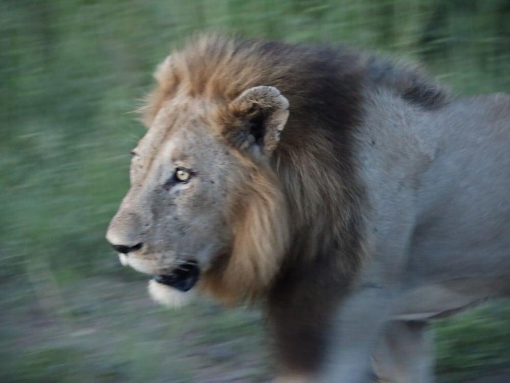 Kruger Mountain Tented Camp