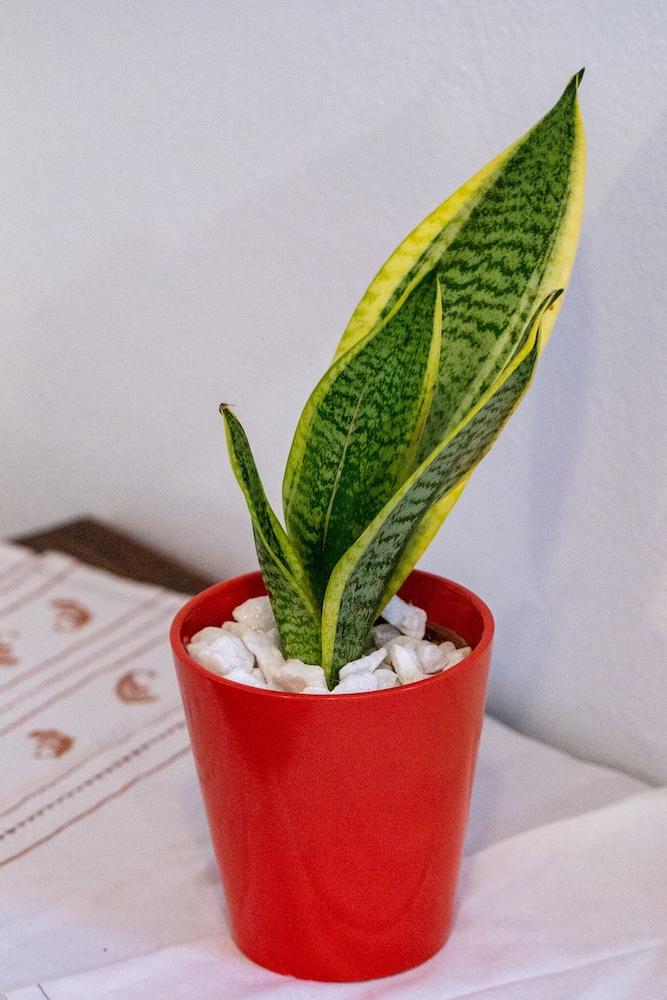 Gardenia Eco Apartment in Panormo