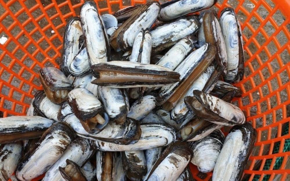 Taean Solbitbada Pension