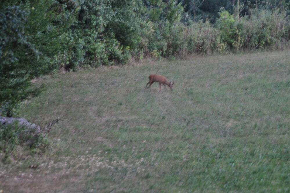 Snoepie in V Chov nad Jizerou
