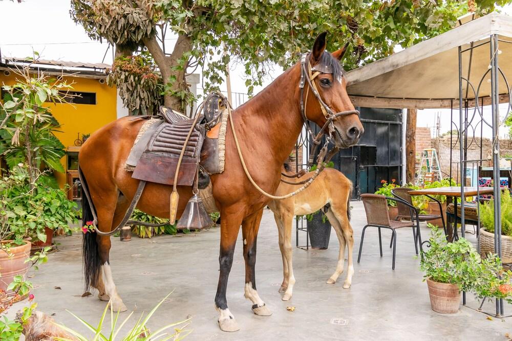 Hotel Luchys Country House