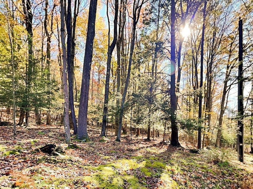 Fir Reel by Taylor Made Deep Creek