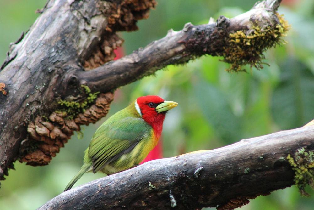 River Nest Lodge Costa Rica