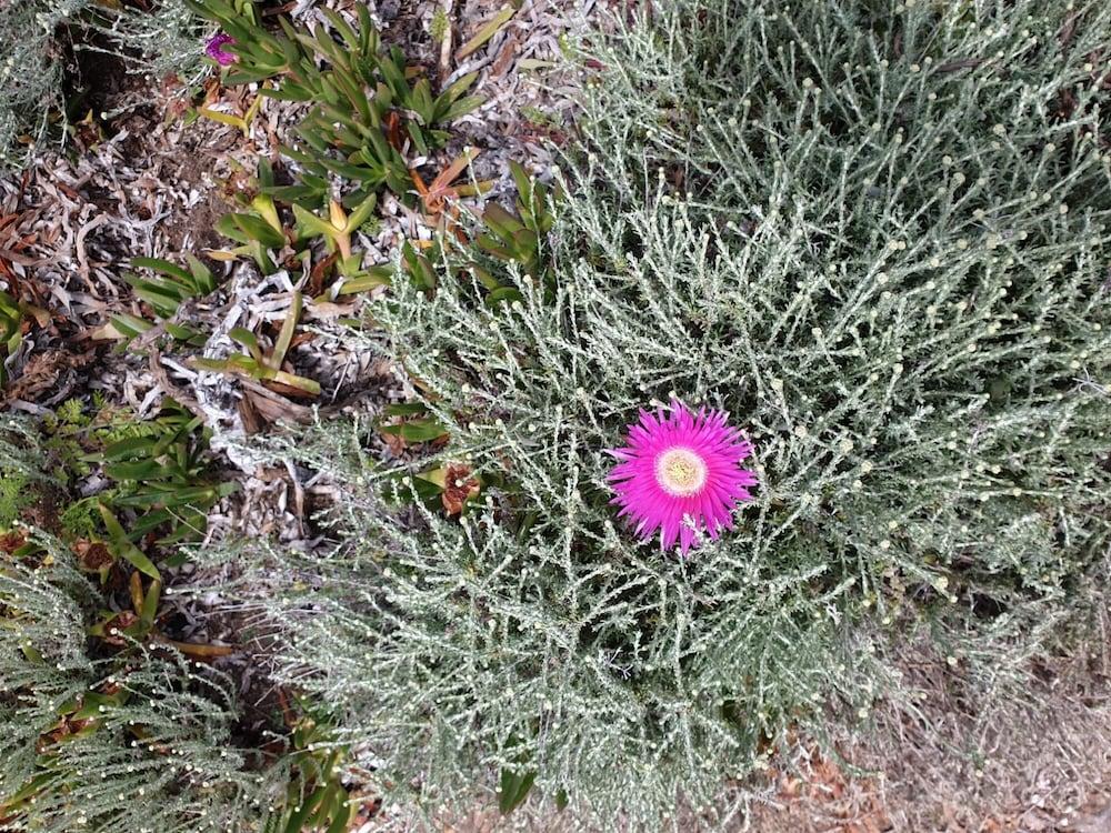 Maria del Mare - La Maddalena