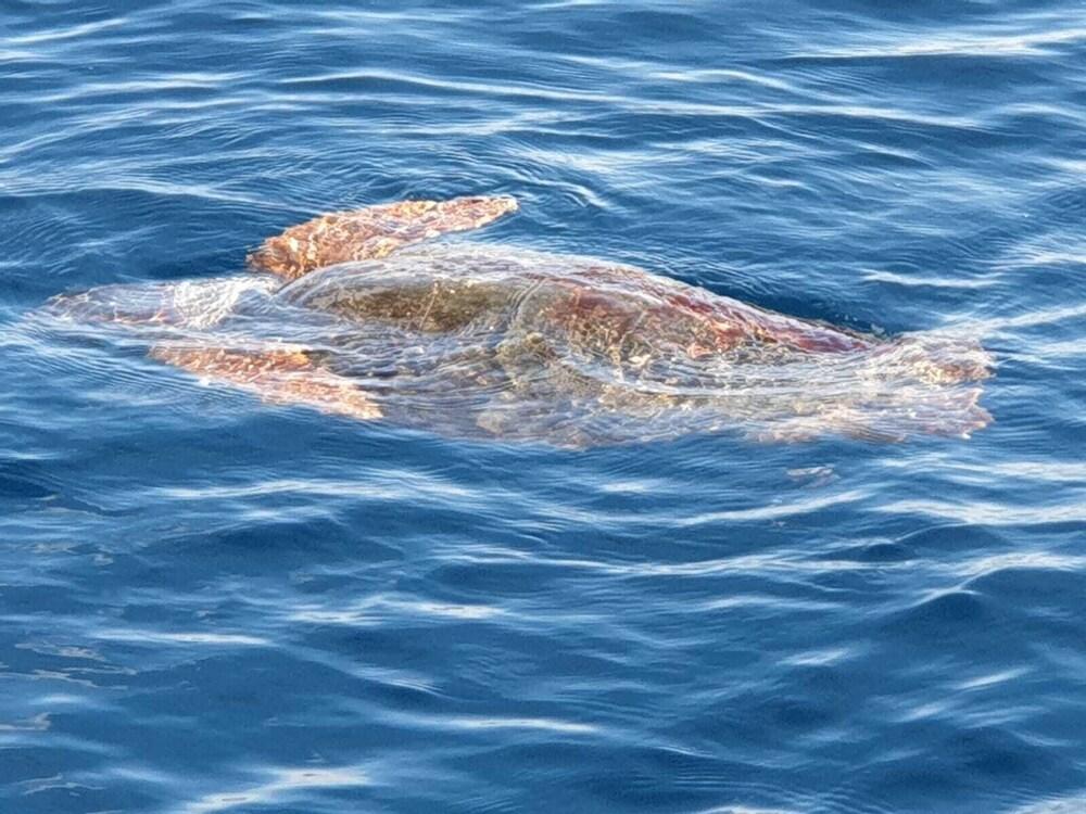 Pretty Damuso Style Villa