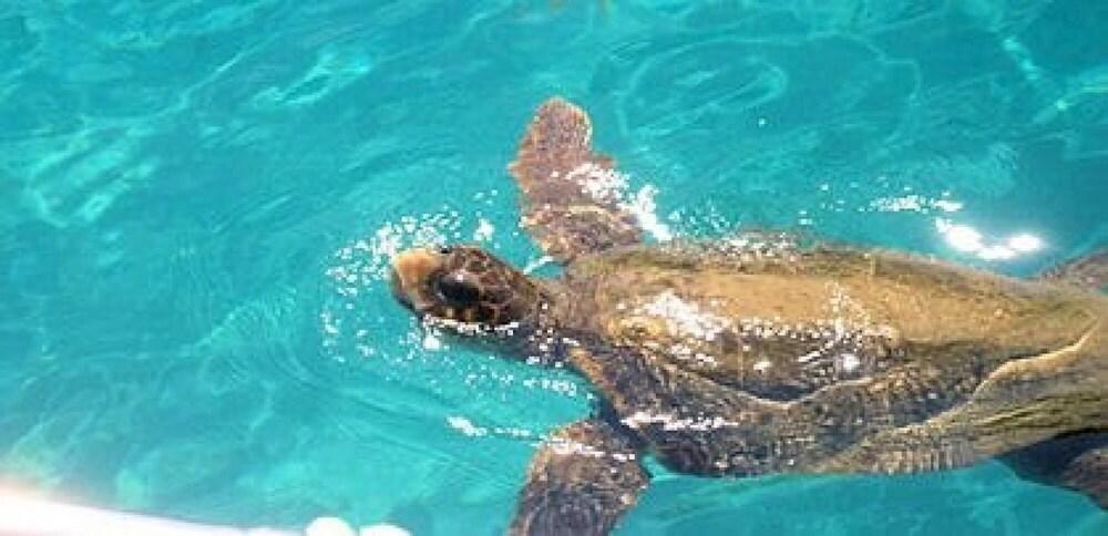 Villa Del Sol Mykonos Junior Suite