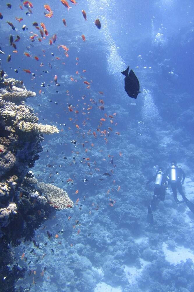 Enchanting Specious 2BR With Terrace - Cabo