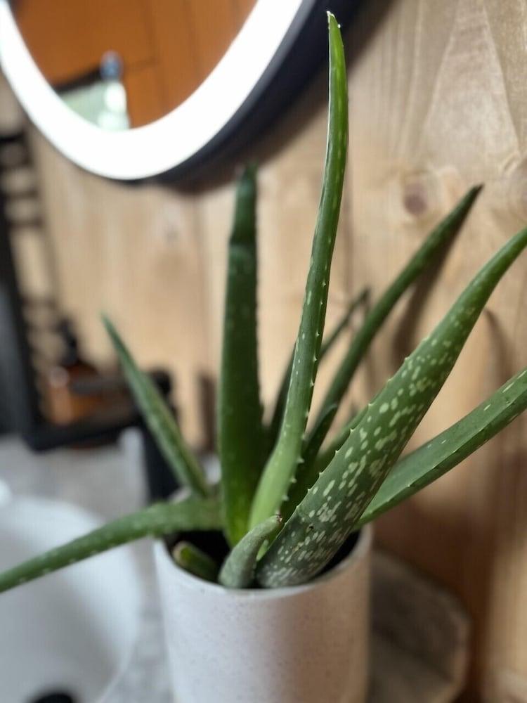 Robin Hood Safari Tent