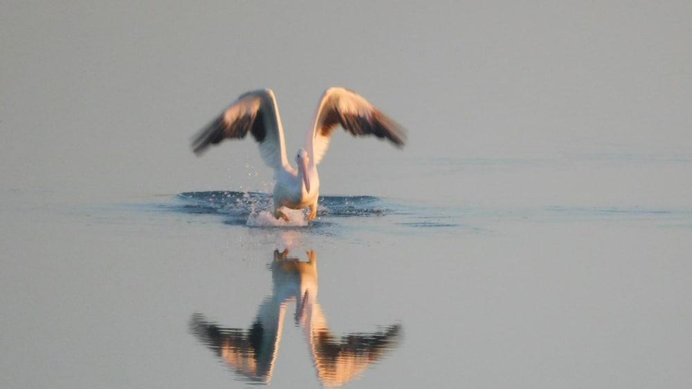 Birds I View by Miss Kitty’s