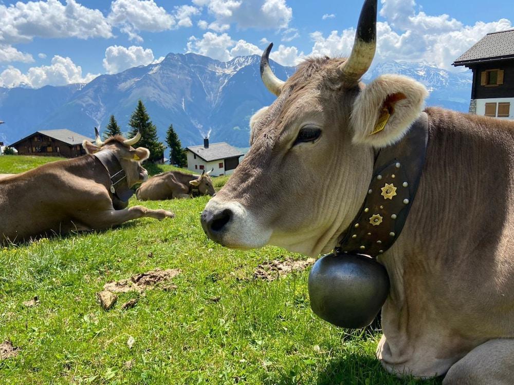 Mitenand Attika Bettmeralp