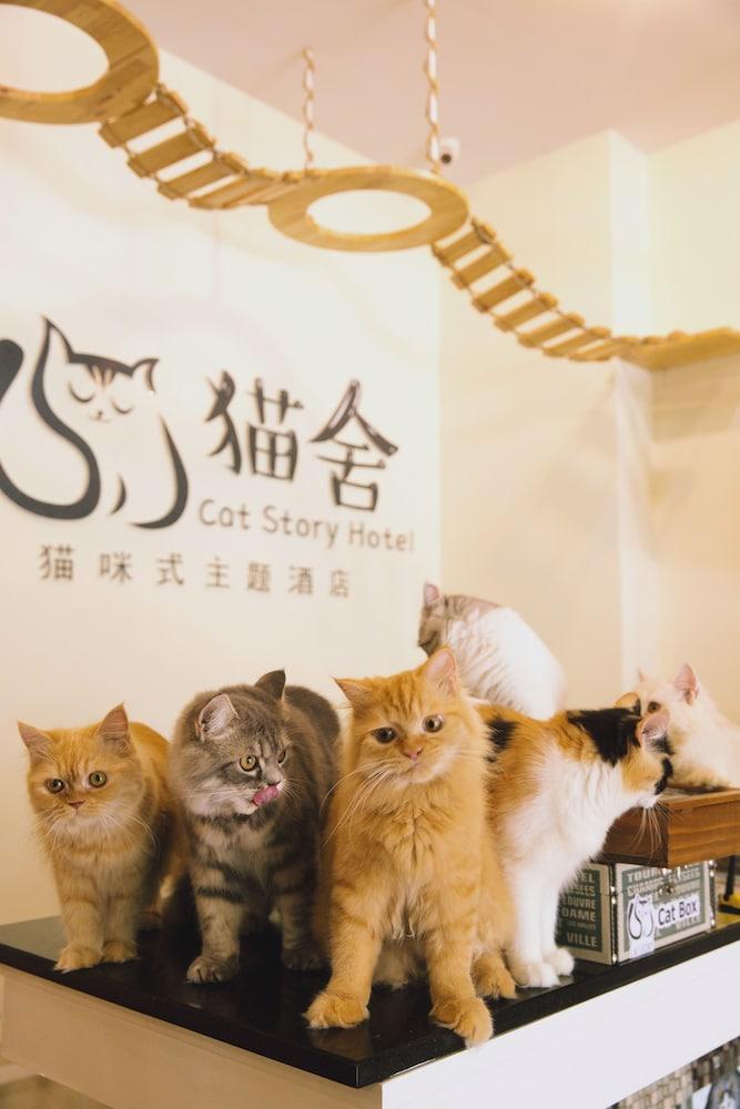 Cat Story Hotel