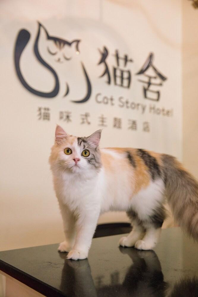 Cat Story Hotel