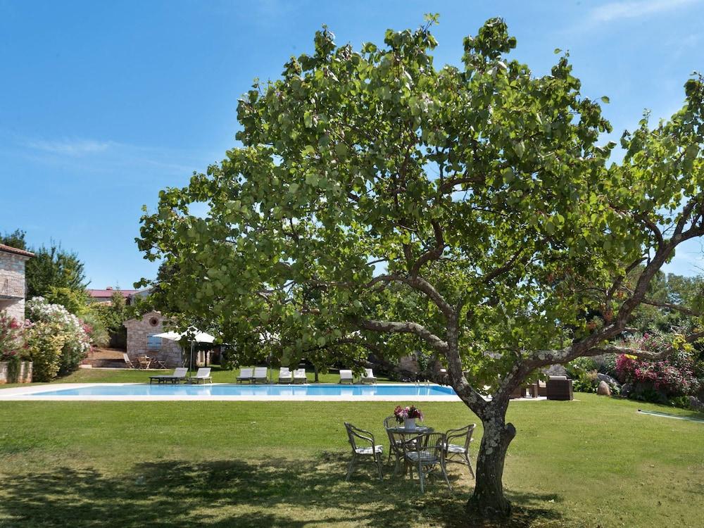 Hibiskus Tadini in Tadini