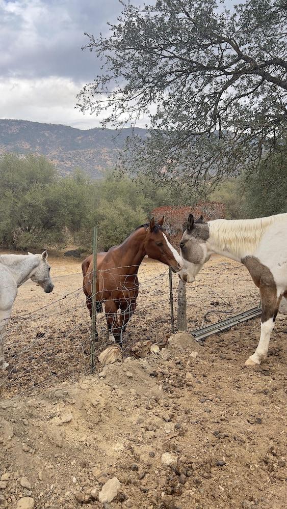 Off-grid 1-bed Cabin in Yokuts Valley