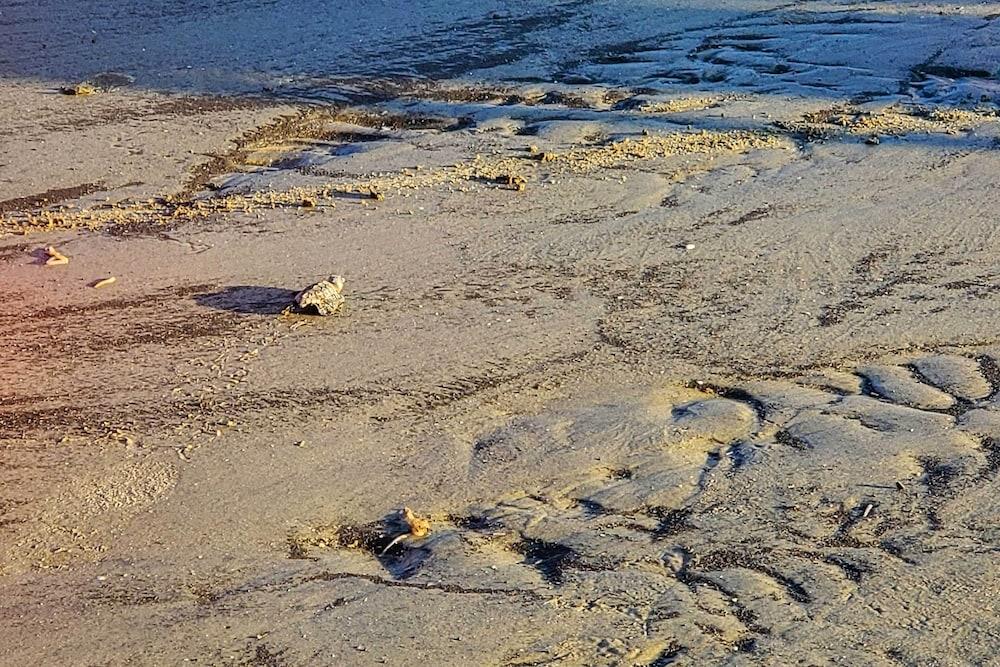 Ocean-view Saint Helena Island Condo - Pool Access