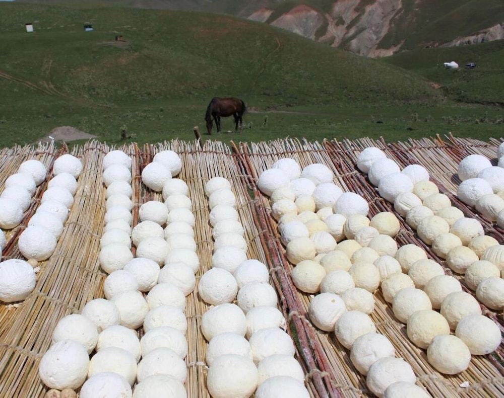 Yurt camp GREEN CAMP