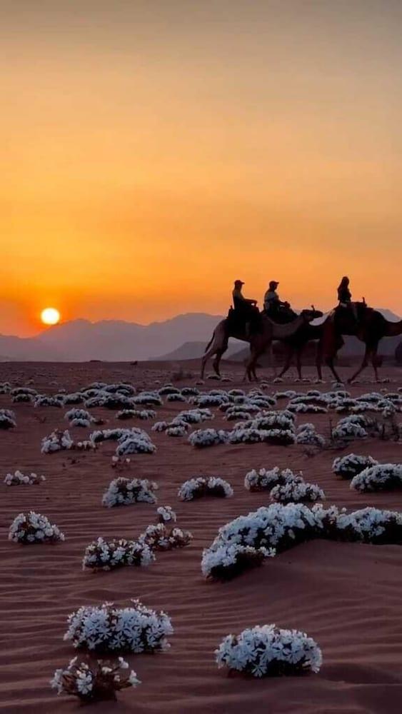 Wadi rum boutique camp & jeep tour