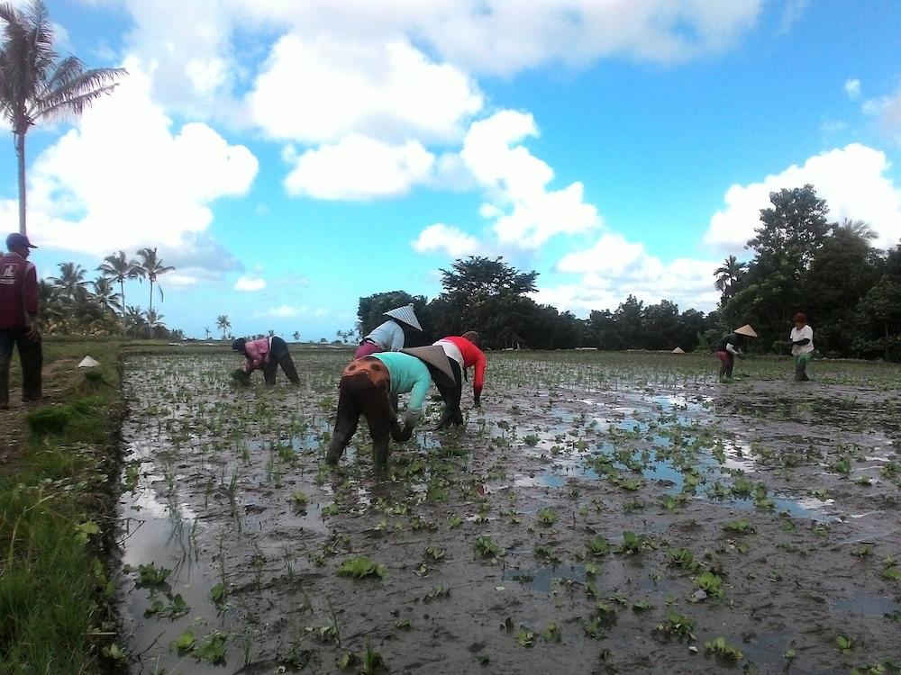 Kawah Ijen Guest House